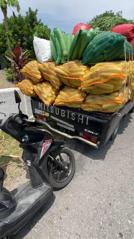 Hawane cas ces kyok temm🔥🔥#sulungrajinkerja🤪 #sapekmbois #kulimuda #kediri24jam #sopirmudapunyacerita 