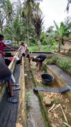 berkah barokah🤲🏻 #bibitlele 