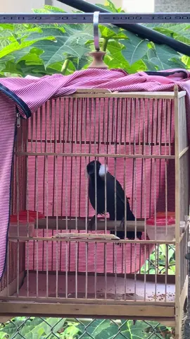 Quá đẹp ae😋#TràMy #quangnam92 #khứubạcmá #khuuhotmua 