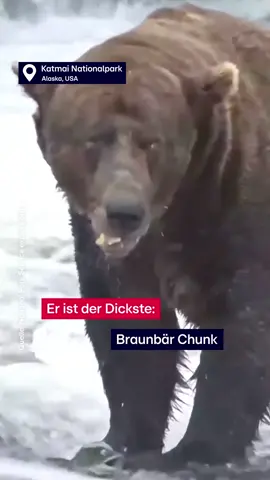 Wer ist der dickste Bär von Alaska? Eine Woche lang konnten Nationalparkbesucher abstimmen - und es ist: Chunk! #Redaktion #Bär #Alaska #RTLAktuell