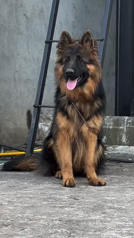 #woofworldkennel #gsd #german #shepherd #longhair @woof world kennel 