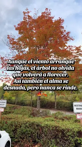 Reflexión #hojasquecaenpensamientosquevuelan# #otońoenelcorazon #coloresdelalma #paratii 