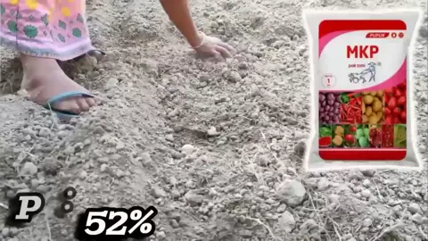mkp mix kno3 apakah bagus ini alasannya.... #fyp #petaniindonesia🇮🇩🇮🇩🇮🇩🌿🌿  #sisilainagrikultul