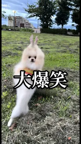 こェーよ #ペットが踊るai #ポメラニアンのうる #ポメラニアン 