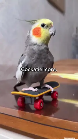 Cockatiel core.🦜| Cockatiel Wings Ready to Conquer the Living Room🤩 (Via - @crumpet and dumpling @Cute Bibi Cockatiel @YumYum @Pimp C. Tiel @Hamilton @Ev Kuşları @André Dionísio @VT Country Life) #cockatiel #birds #parrot #funnypets #funnyanimals 