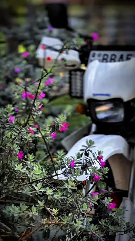 #මේව දිහා කොච්චර බලන් හිටියත් එපා වෙන්නෑ 💞🥺#Dtrackelover🤍😍 #100k10M#wairal__video #fropeg 