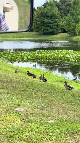 Gator Alert. Get your ducks in a row🤣#fentysuperbrandday #LanguageLearning #lake #ducks #gator 