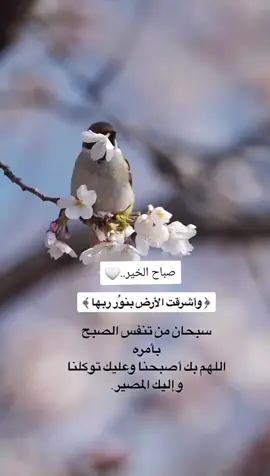 #يوم #جديد يبدأ بذكر#الله #صباح_الخير #قران_كريم 