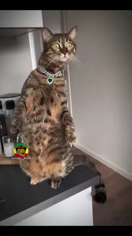 #Animal_Meme #ethiopianmeme #viral #habeshatiktok  #creatorsearchinsights  200k_view  500k_view  viral 