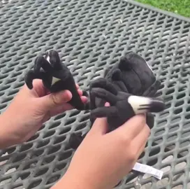 necrozma does the macarena (is this real❓️) - - - #pokemon #necrozma #pokemonsunandmoon #nintendo 