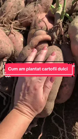 Cum am plantat cartofii dulci🍠#cartofidulci #butasi #recolta #fy #🍠 