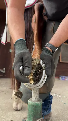 This horse is literally one of my favourite customers, it has amazing feet and it stands perfectly. It’s a pleasure to work with!  ##farrierasmr##hoofcare##fyp##farrier##oddlysatisfyingvideo