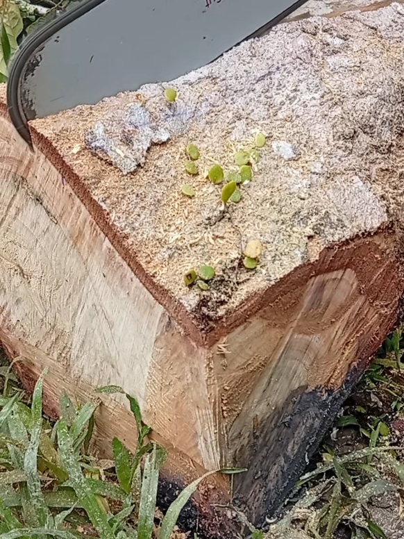 Kayu Medan katan ujung, kayu xbrapo comel..#belahkayu #stihl #husqvarna #oregonmalaysia 