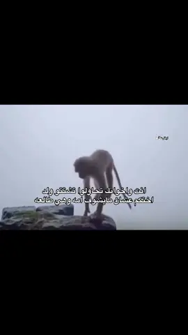 ضحكتك ؟ استاهل هدية🫣🔥 #ايفل🇧🇪 