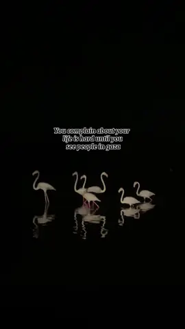 Free Palestine’s 🇵🇸#islam #allah #allahuakbar #freepalestine🇵🇸❤️ #quran 