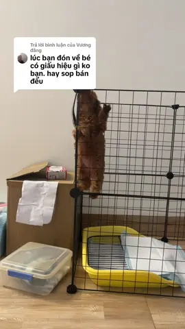 Trả lời @Vương đăng  lúc về là nghịch ntn đây ạ , qua ngày sau là  dính luôn #parvovirus 