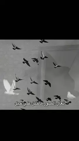 تعال الصور ماخلن علي حيل#عباس_السحاكي#fypシ#viral#foryou#الحظ