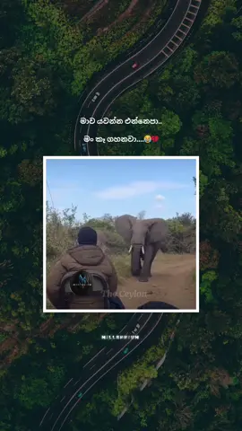 මං දැන් එනවා ඔතෙන්ට 😂💔 M I L L E N N I U M ✨ #viral #createrinsightsearch #fypage #fyp #trending 