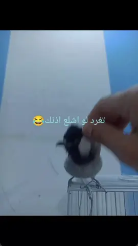 #غرد_يطير_بهل_خبر_خل_تسمع_البريه😂😂#الشعب_الصيني_ماله_حل😂😂 