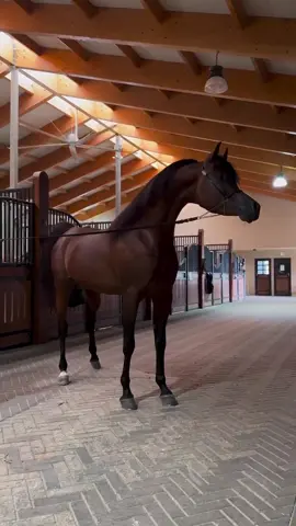 #الخيل_عشق_لاينتهي🐎❤️اذكرو_الله_ #جمال_الخيل_العربيه_الاصيل #الخيل_فتنة_وأنا_في_حبها_مفتون🐎🧿 #أعلان_غير_مدفوع #الرياض❤️ 