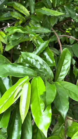 Kích rễ mới của nhà Toàn Cầu đi muộn nơi #xuhuong #nongnghiep #chiasekinhnghiem #kichre #phanbonla 