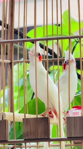 Cặp Indo Vip 100 ae chiêm ngưỡng🥰😍#sáng_chào_mào_đột_biến_đônganh #sáng_chào_mào #chào_mào_đột_biến #bảo_tồn_động_vật #chào_mào_indo 