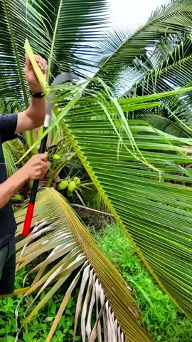 Sabit mini gagang panjang tajam #sabit #sabitgagangpanjang #promoguncang1010 #gajiansale 