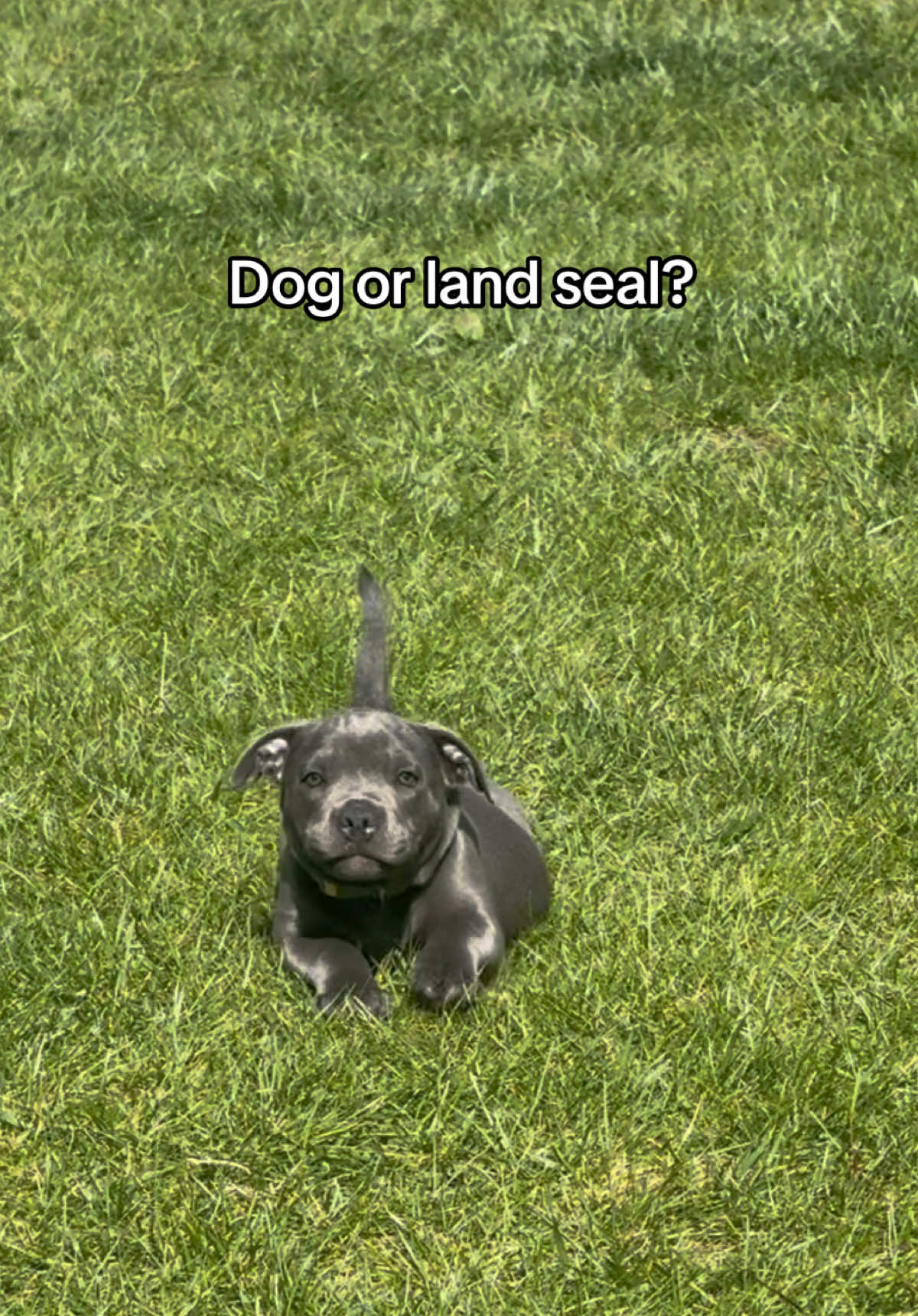 new species unlocked 🐶🦭 #fyp #puppylove #staffy #dogtok #cute