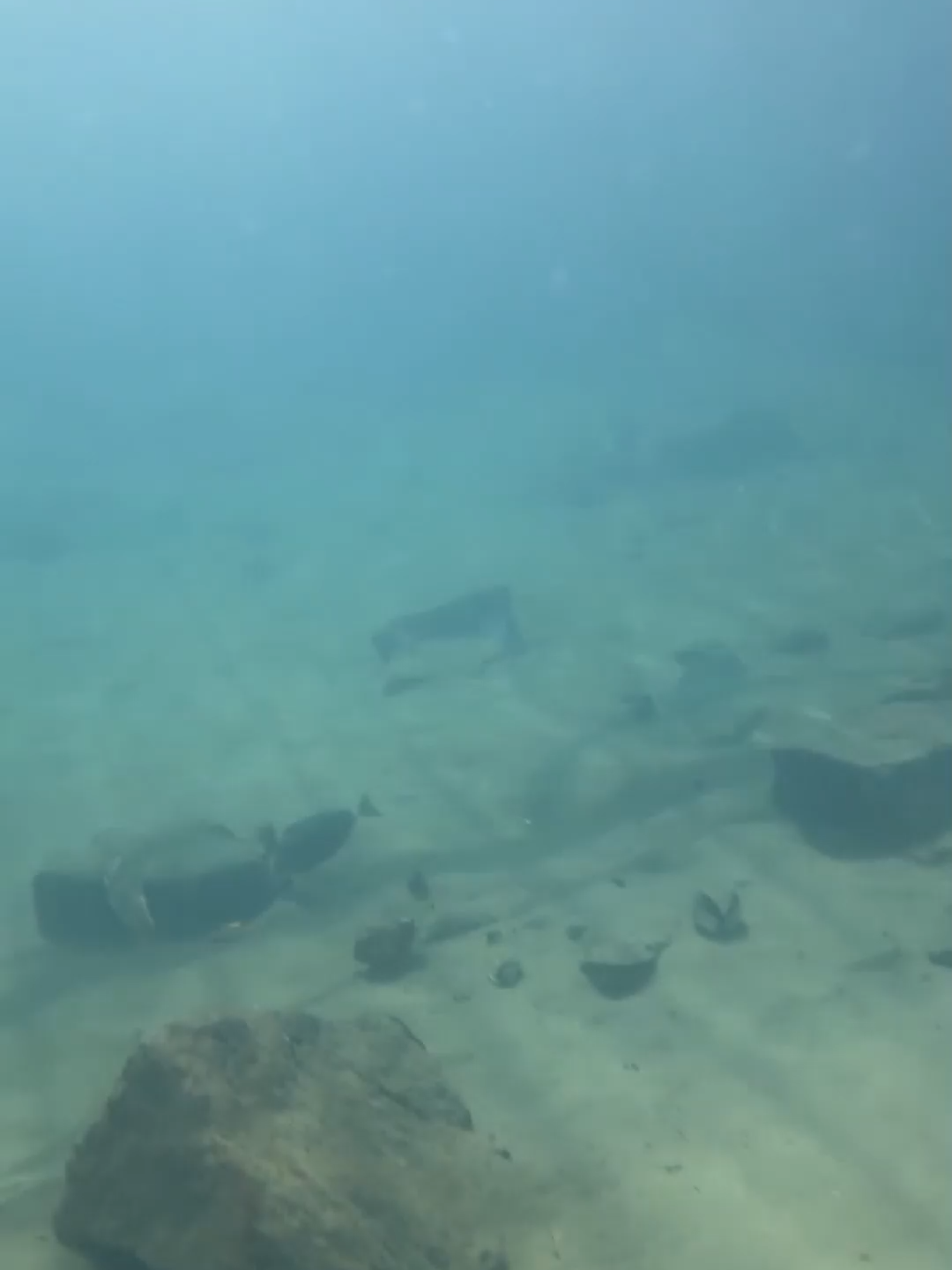 #fishing #diving #eels #crab #lobster #beach #deepsea #catchthesea #nature #sea