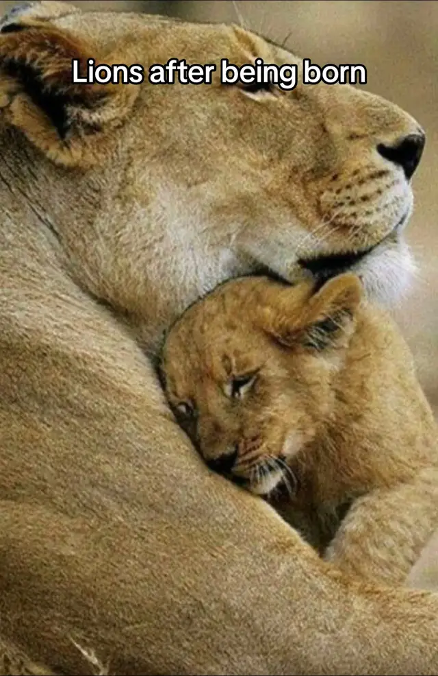 Surviving the Impossible#turtle #lion #penguin #monkey #iwillsurvive