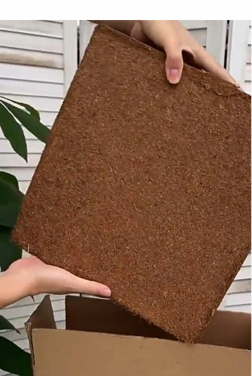 Media tanam pengganti tanah yang wajib kamu punya #ramadanekstraseru#berkebun #menanam #tips #tipsandtricks 