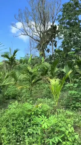 Phát hiện một cây dó bầu tiền tỏi mọc giữa đồi  #xh #tramhuongvietnam #tramhuongtunhien 