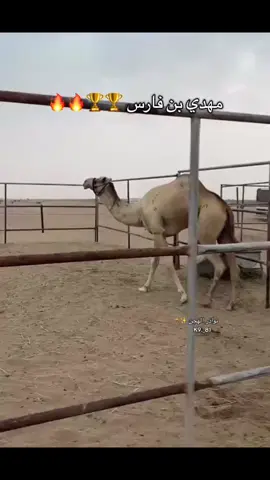 #الهجن_العربية_الاصيلة #اكسبلورexplore #explore #الهجن #الشعب_الصيني_ماله_حل😂😂 