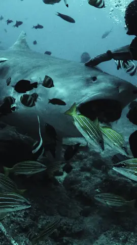 Tiger sharks in Fiji are mostly big females, many of them pregnant. 🦈 These apex predators travel thousands of miles to these warm Pacific waters, using them like maternity wards before vanishing back into the open ocean. Their migration patterns are still one of the ocean’s greatest mysteries. 