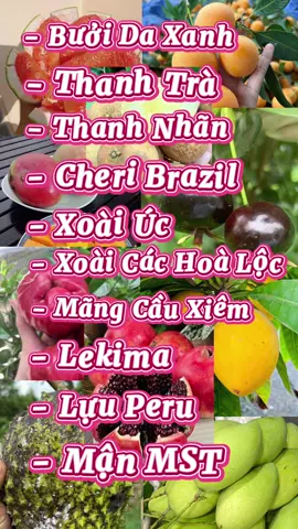 Combo cây ăn trái 2-4 năm tuổi bao trồng bao sống, anh chị xem clip tham khảo nha 😍😍 #794328114 #khangcayantrai #xuhuong #locbaokhang 