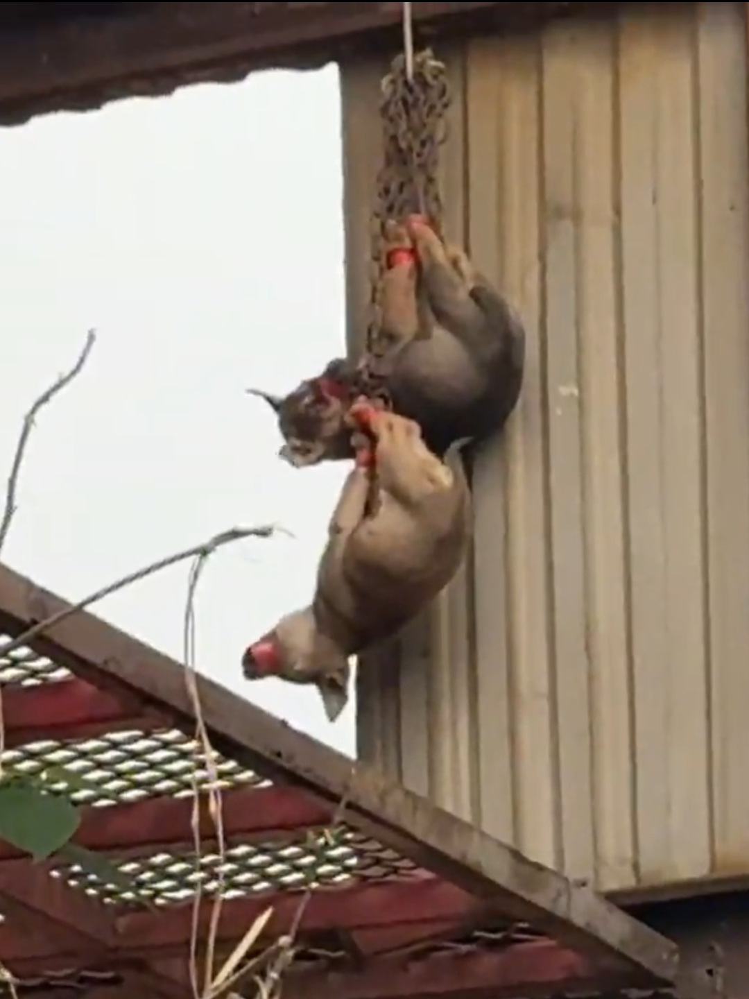 I can't understand what this poor dog did wrong that its owner treated it like that. Luckily a kind man helped it and gave it a new home. #rescue #animals #rescue #fyp #animals #dog