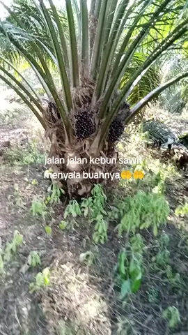 #petani sawit fyp 