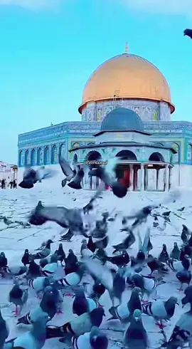 يا طير الطاير.. #fyp #fypシ #foryou #foryoupage #viral 