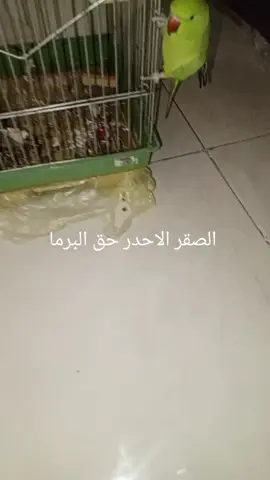 صقر حق القلي #مالي_خلق_احط_هاشتاقات #سوالف 