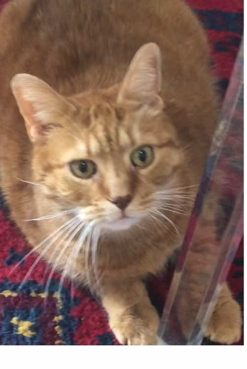 Hij kijkt ook zo onschuldig #chonker #finalboss #dikkekat #viraal