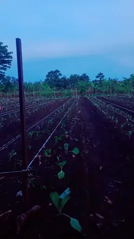 tandur sek lah mumpung ad hujan