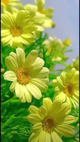 #بعيد_عنك #موسيقى_ورود #حب #بليغ_حمدى #أم_كلثوم 