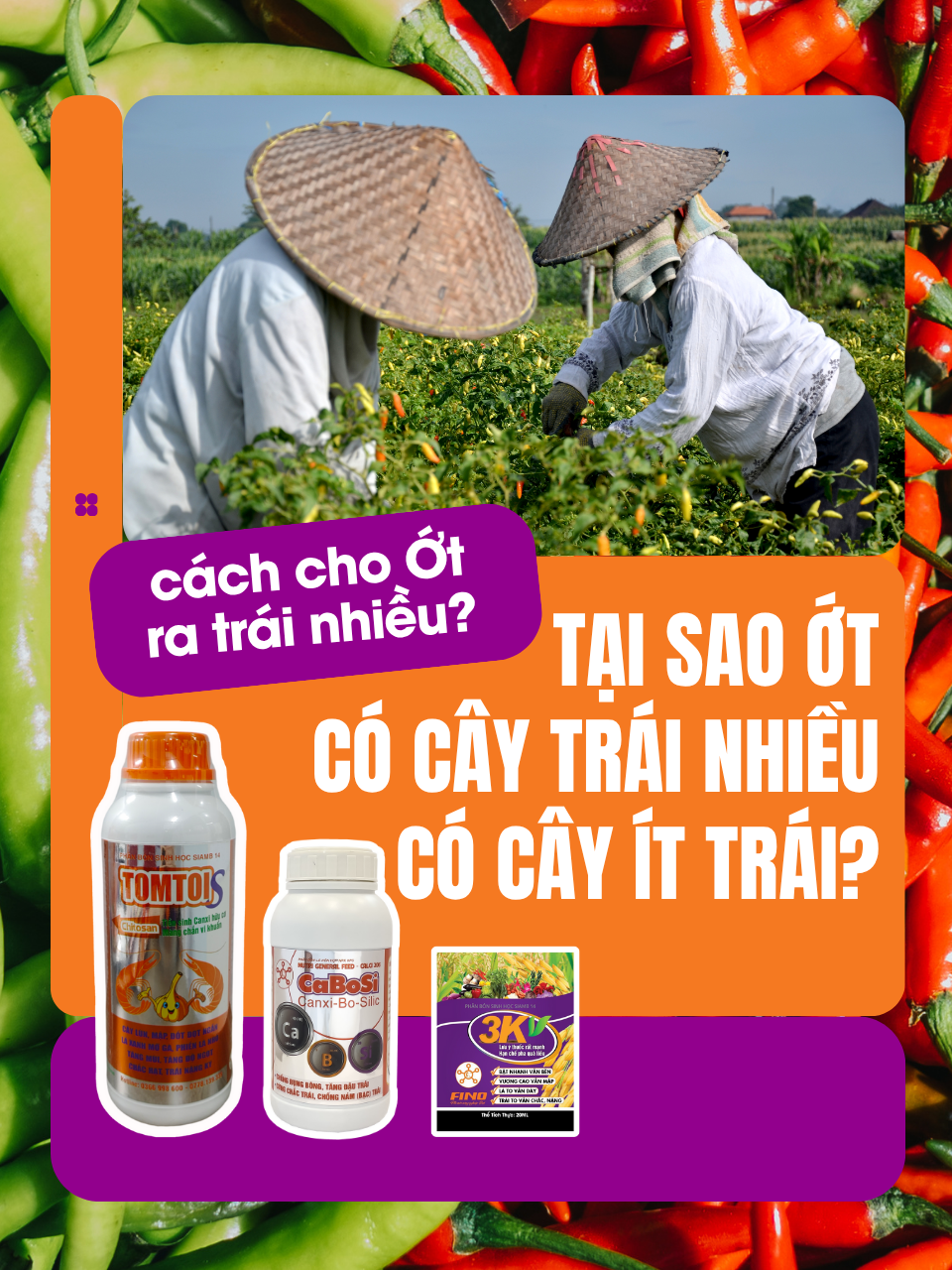 Tại sao Ớt trái nhiều, cây ít trái | Cây tự mọc phát triển phì phà | Cách cho Ớt ra trái nhiều #trongot #thuocbvtv #antracol #ec #phanbonhuuco #ớt #thoitrai #thanthu #tricoderma #finonongnghiep #uomgiong #hatgiong #ớt #phanbonfino