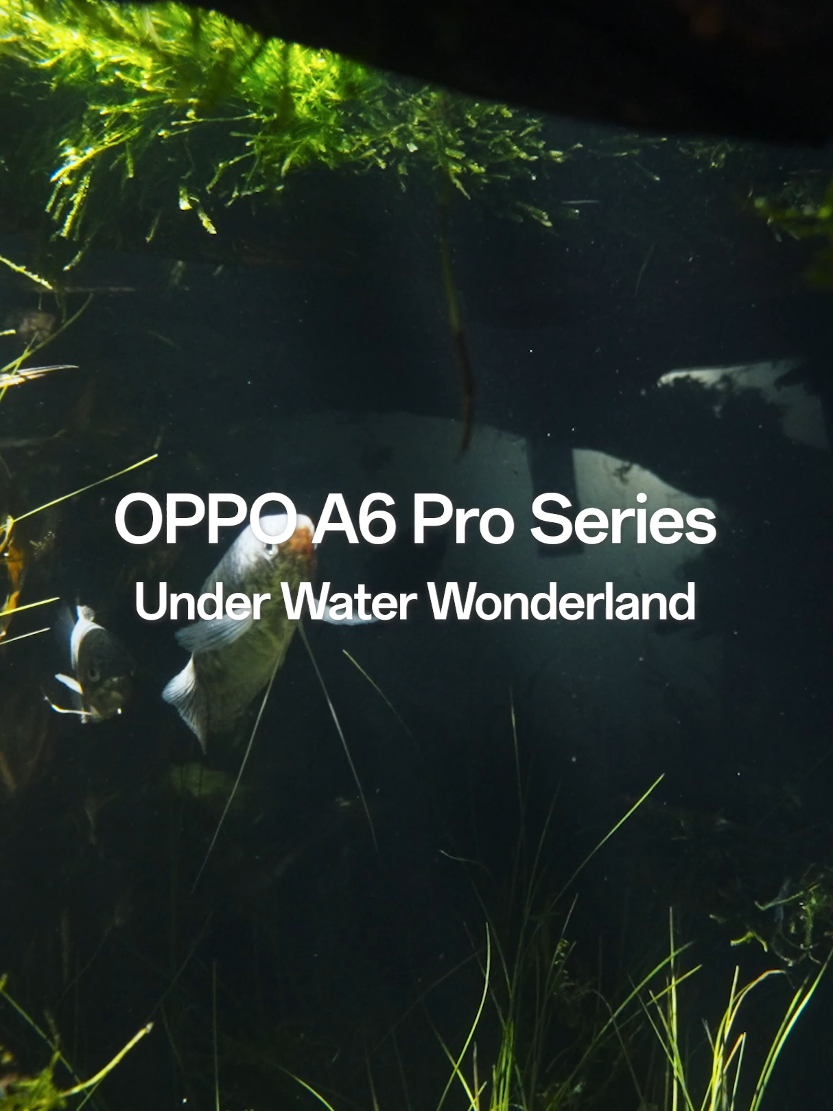 🌊 Dive in with the #OPPPOA6Pro! Capture every underwater moment with its IP69 Water & Dust Resistance 📸💦