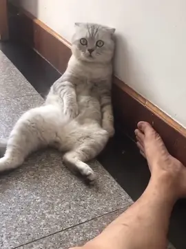 When your cat finally grasps the essence of being a human#funnycat #cutecat #interesting #funnyvideos #funny #catlovers #popular #foryour #tiktokpet 