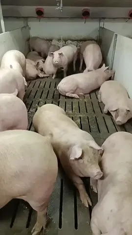 #ĐộngVật_CóLinhTính #độngvật_vuivẻ 