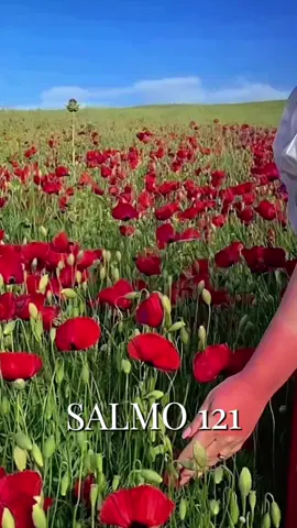 Salmos 121 1 Elevo os meus olhos para os montes; de onde me vem o socorro? 2 O meu socorro vem do Senhor, que fez os céus e a terra. 3 Não deixará vacilar o teu pé; aquele que te guarda não dormitará. 4 Eis que não dormitará nem dormirá aquele que guarda a Israel. #salmo121  #fe  #deus_no_controle  #deusefiel  #bibliasagrada 