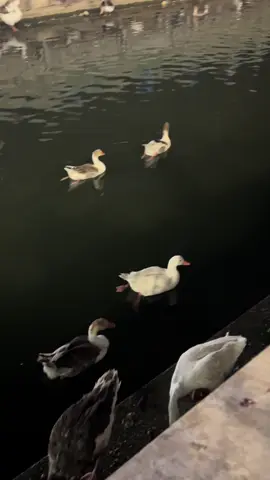 #الزمان_والذكريات_الجميل #كربلاء_شارع_السدره 