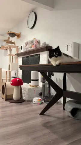 He’s the laziest cat ever 