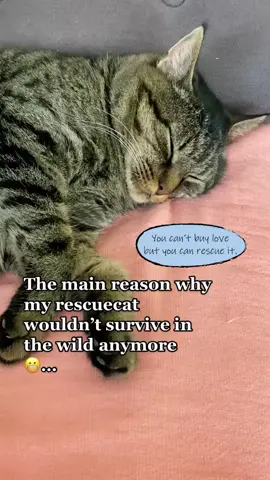 He loves his heated pad. As soon as it gets colder snuggles up on his heated pad and starts to snoring very loudly. #catbed #seniorcats #rescuecat #catlove #cattok  